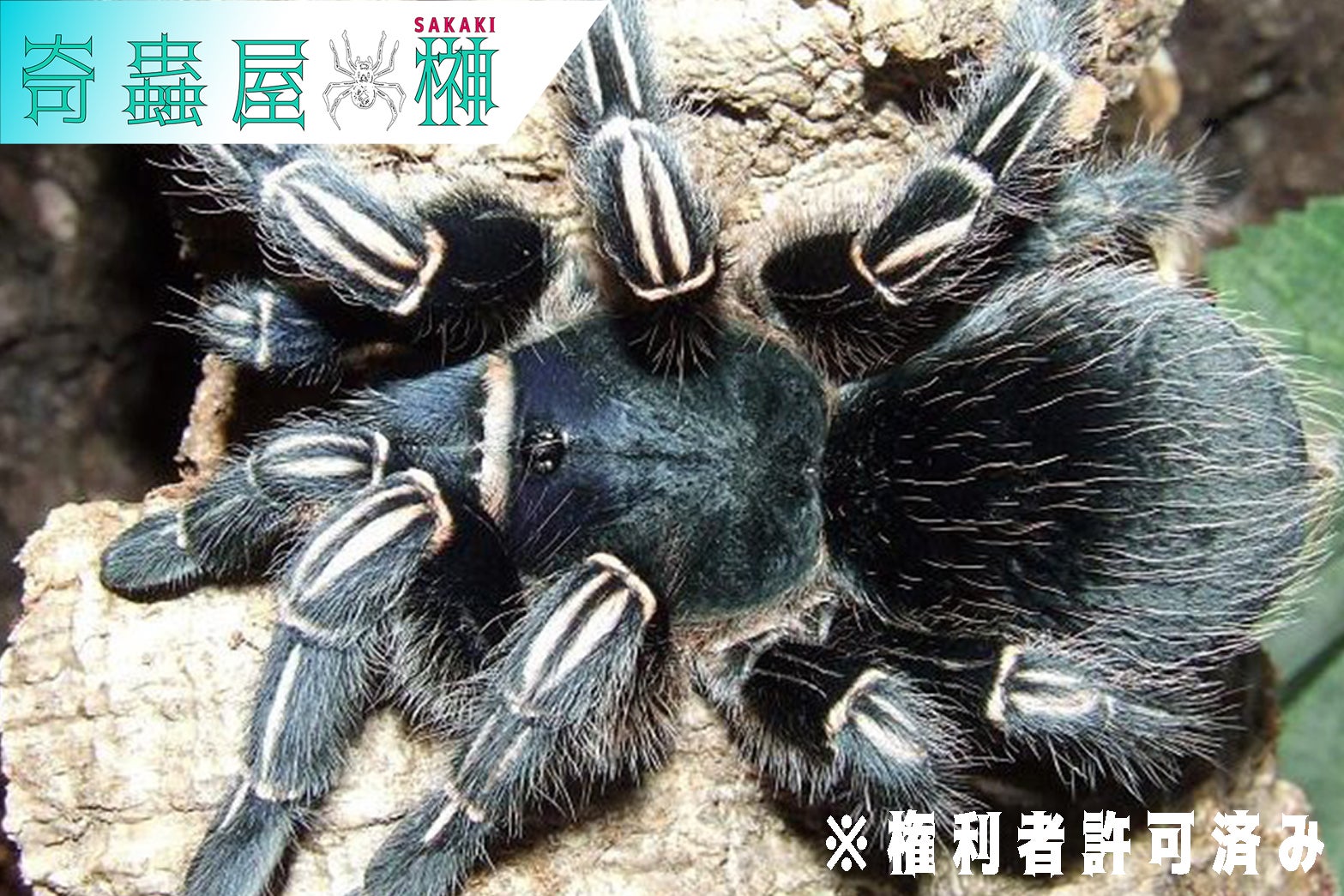 Aphonopelma（アフォノペルマ）属の飼育方法 | 奇蟲屋 榊（タランチュラ通販店）